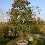 درختچه مگنولیا - Magnolia