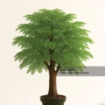 درختچه اقاقیا