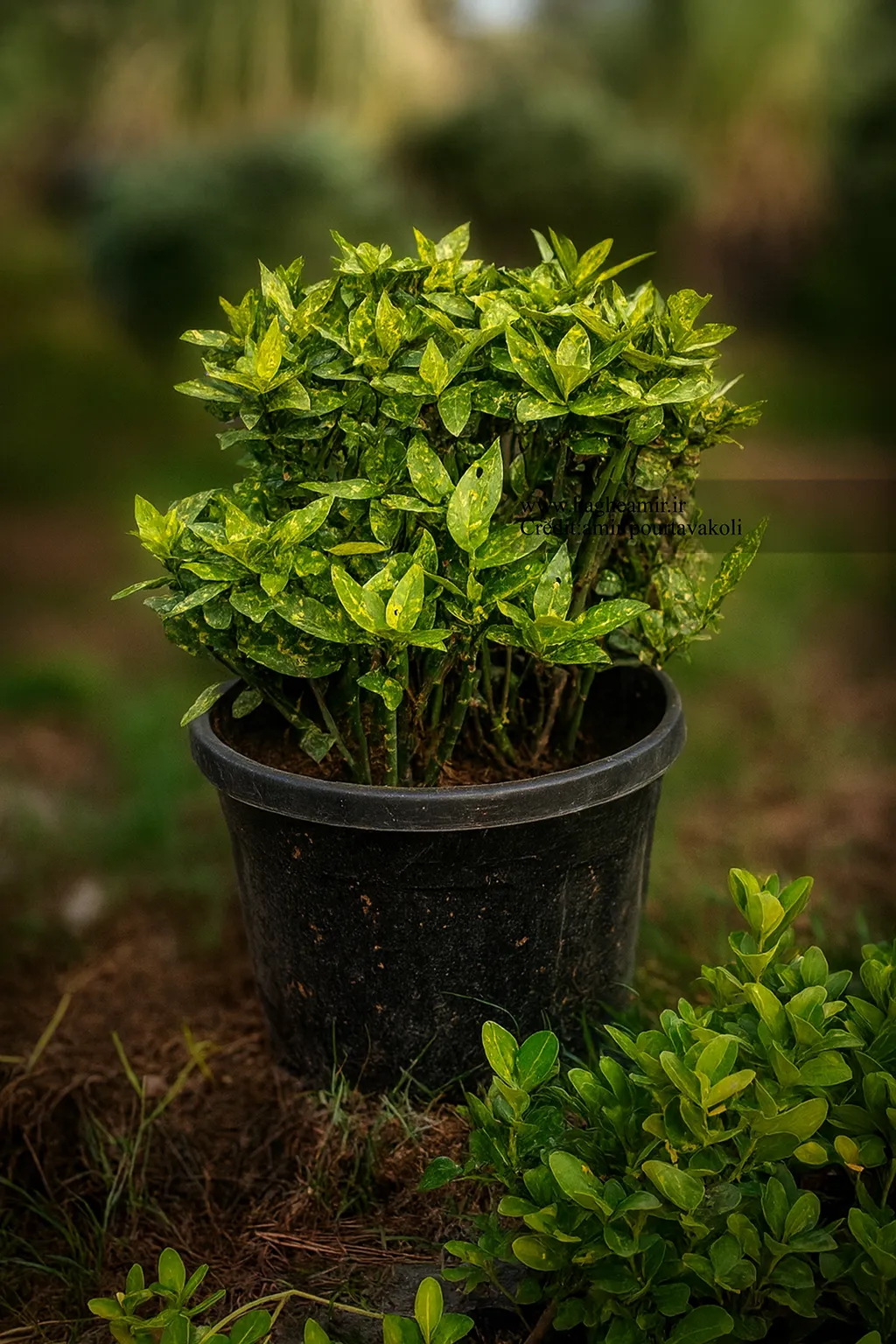 file_00000000c4f8720c9969620e5a8cc7e1 گیاه آکوبا - تصویر 1