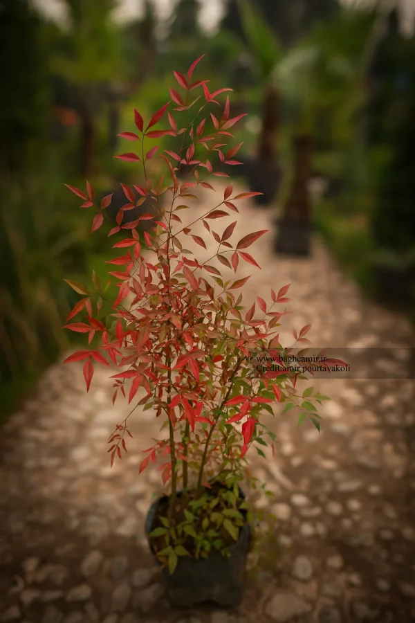 ناندینا (بامبوی آسمانی) - گیاه چهارفصل با رنگ‌های خیره‌کننده