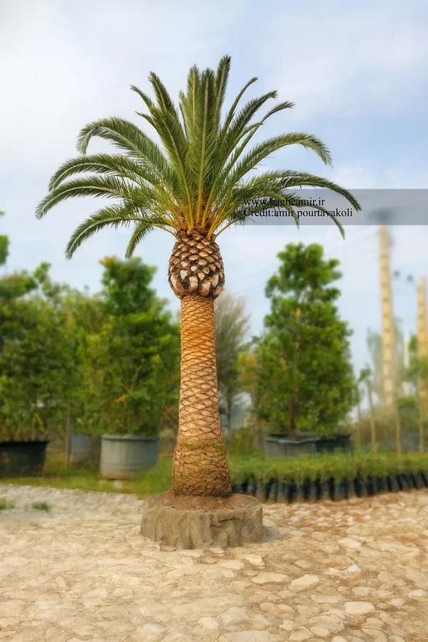 پالم فنیکس ( فونیکس ) نخل زینتی
