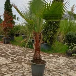 پالم ( نخل ) واشنگتن (Washingtonia Palm)
