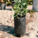 شمشاد نقره‌ای با نام علمی Euonymus japonicus