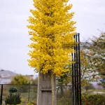 درخت ژینکو Ginkgo Biloba